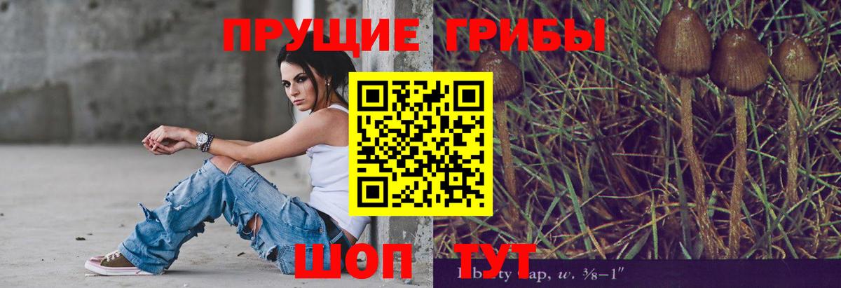 Галлюциногенные грибы Psilocybe Омск